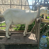 Коза высокоудойная Зааненская Almaty