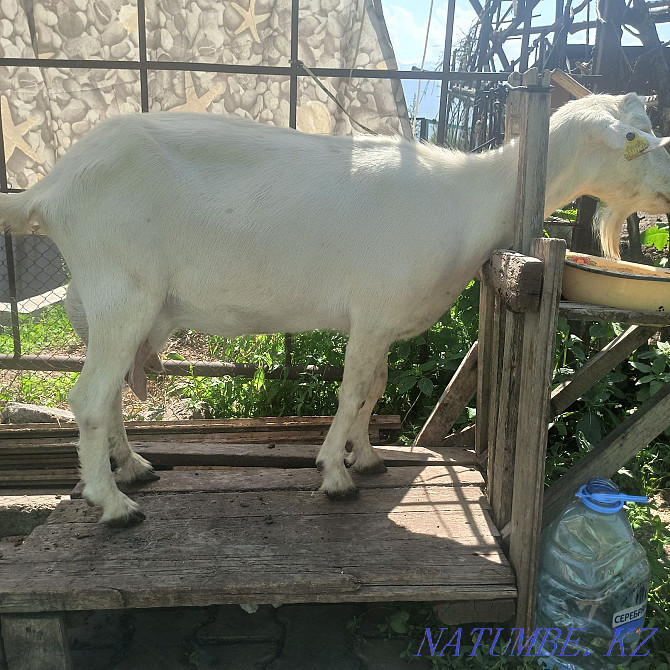 High-yielding goat Saanenskaya Almaty - photo 1