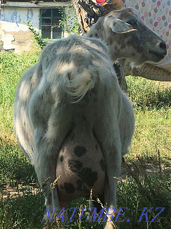 Сутты ешкы ( коза) 3 лагымен сатамын  - изображение 1