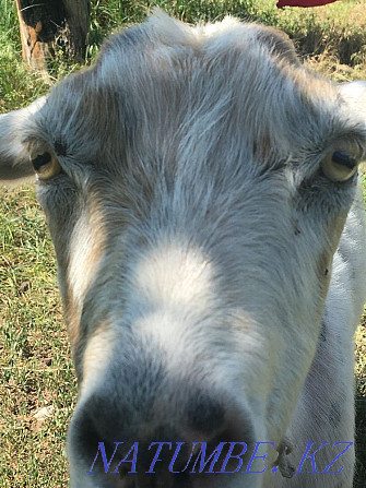 Сутты ешкы ( коза) 3 лагымен сатамын  - изображение 3