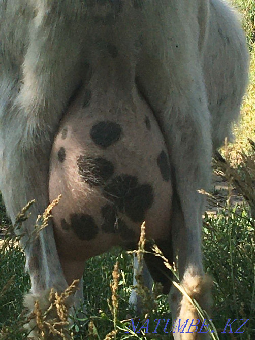 Сутты ешкы ( коза) 3 лагымен сатамын  - изображение 2