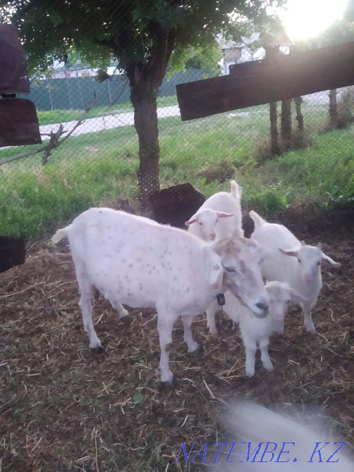 Сутты ешкы ( коза) 3 лагымен сатамын  - изображение 4