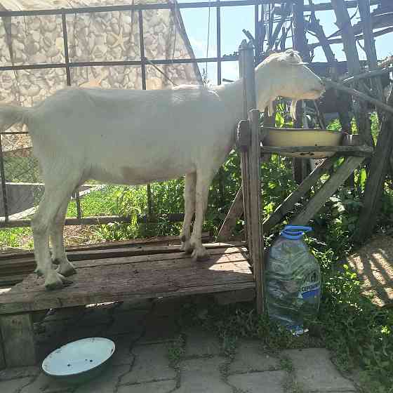 Продам дойную Зааненскую козу Алматы