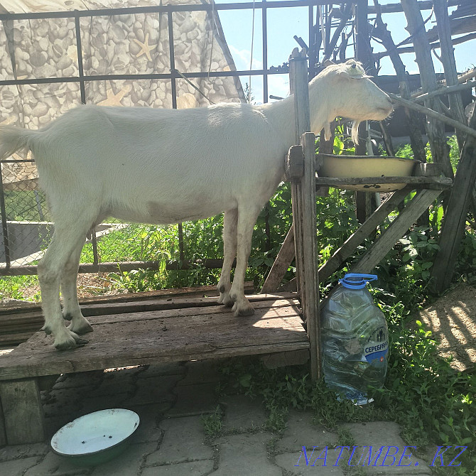 Продам дойную Зааненскую козу Алматы - изображение 2