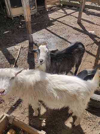 Один коза и один козел Aqsay