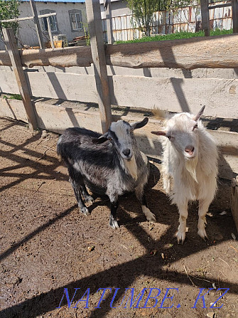 One goat and one goat Aqsay - photo 4