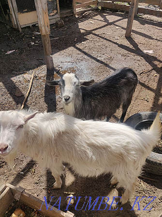 One goat and one goat Aqsay - photo 3