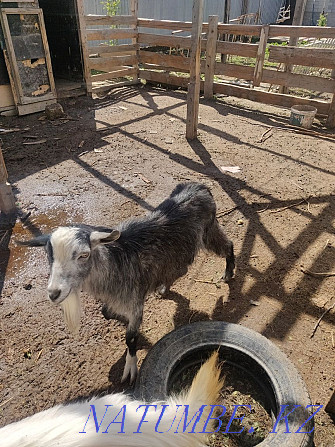 Один коза и один козел Аксай - изображение 2