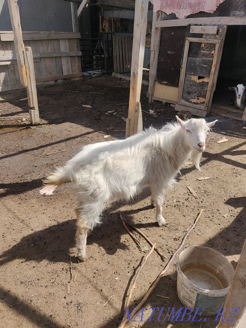 Один коза и один козел Аксай - изображение 1