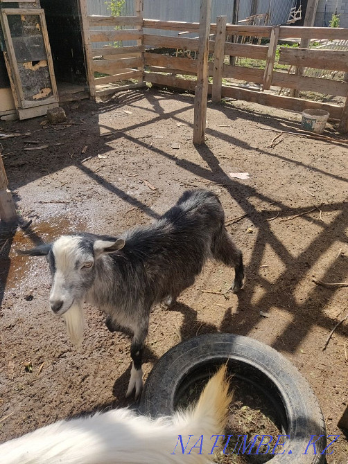 Один коза и один козел Аксай - изображение 2