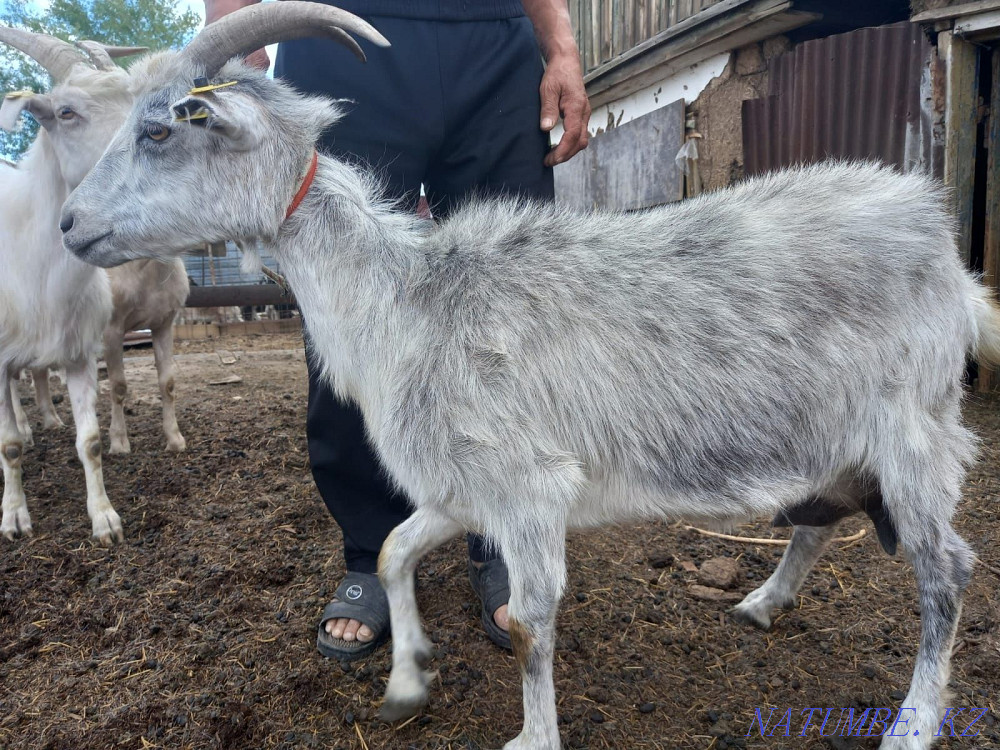 Продам Козу с козленком.  - изображение 2