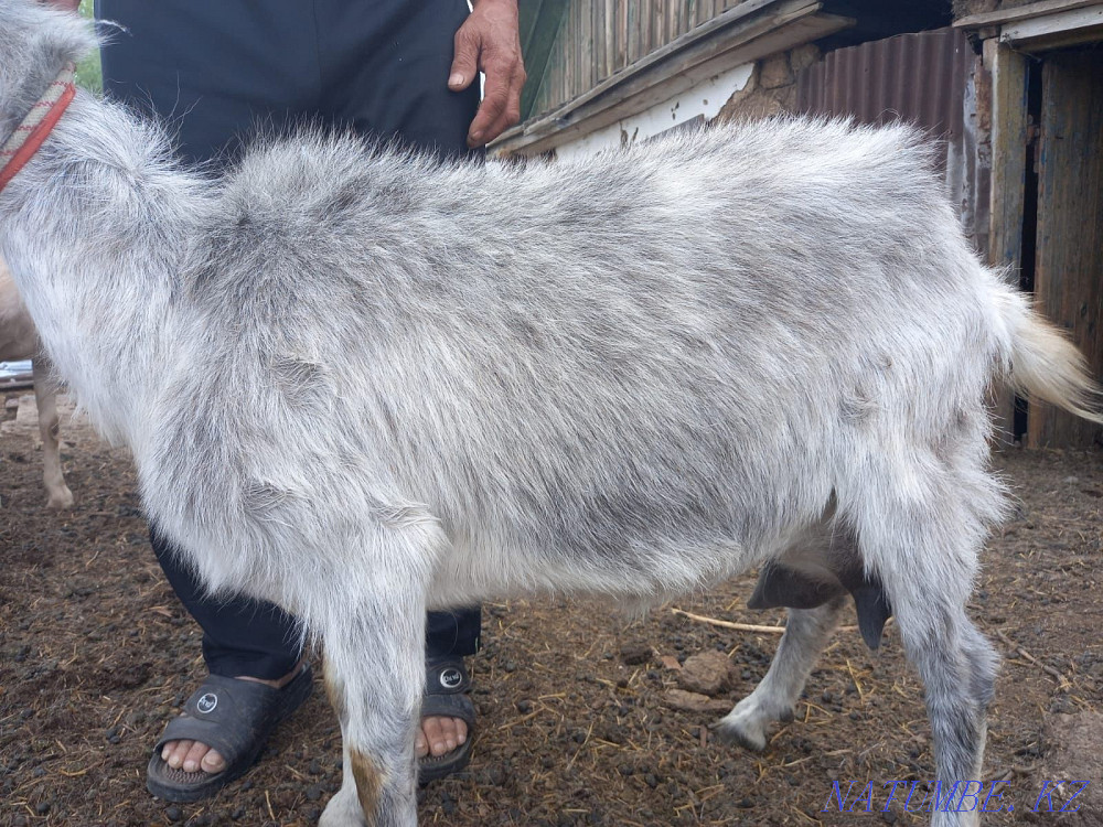 Продам Козу с козленком.  - изображение 1