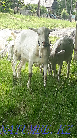 I sell Saanen goats.  - photo 1