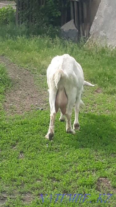 Саанен ешкілерін сатамын.  - изображение 2