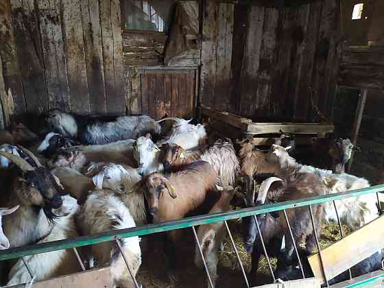 Молочной породы козы разных возрастов Astana