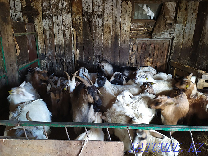Dairy goat breed of different ages Astana - photo 2