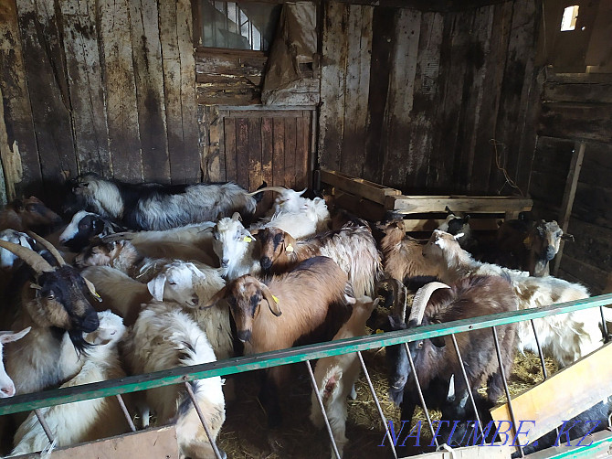 Молочной породы козы разных возрастов Астана - изображение 1