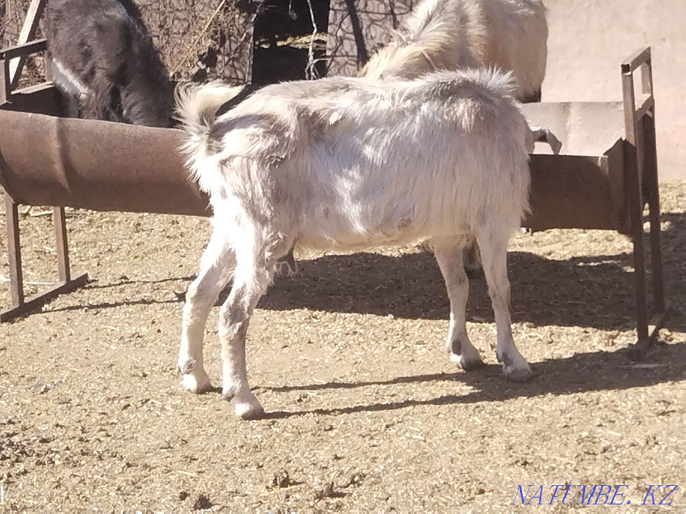 Dairy goats Astana - photo 2