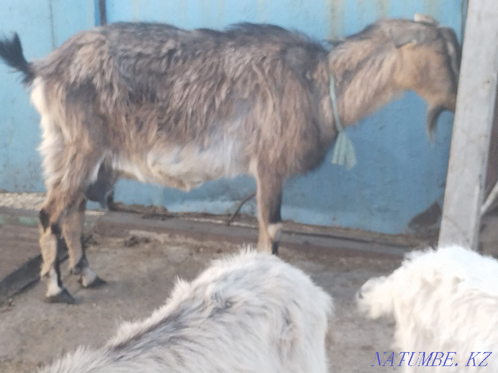 Dairy goats Astana - photo 1