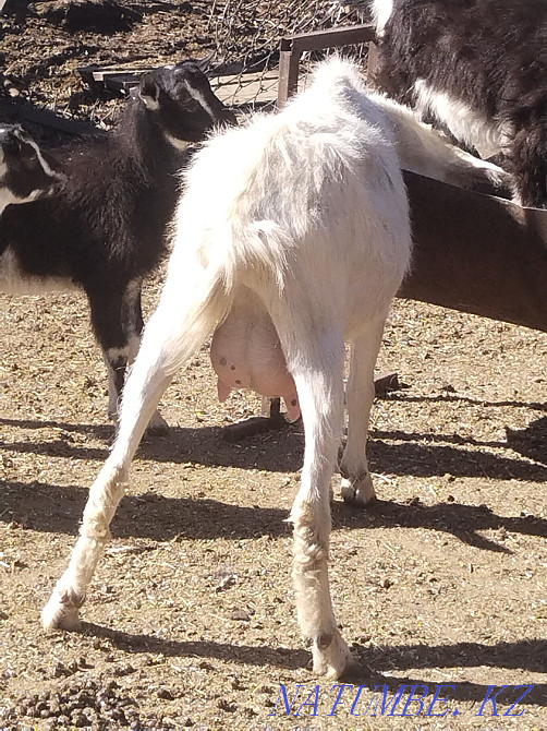 Dairy goats Astana - photo 4