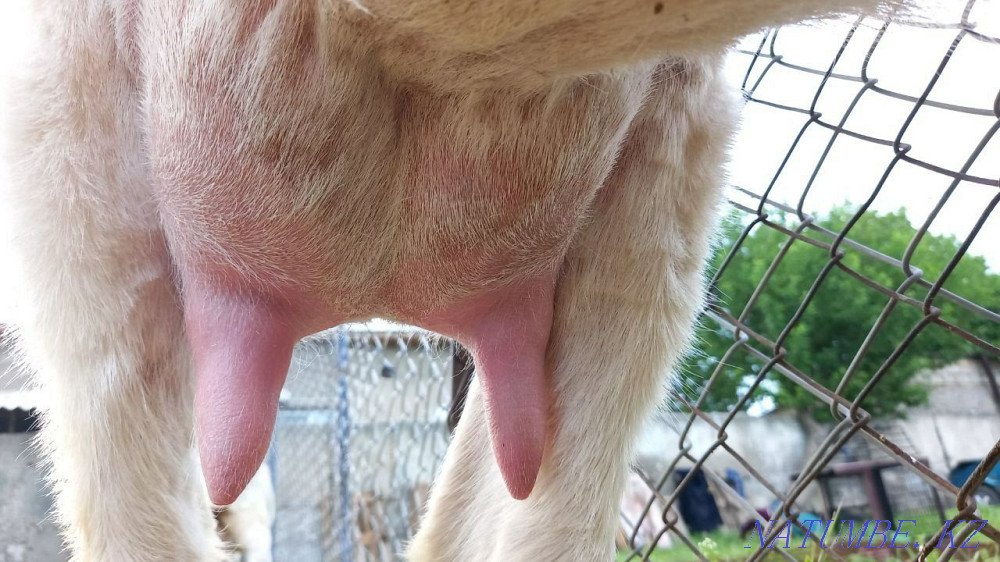 Коза Зааненская Ешкі Зааненский Шымкент - изображение 4