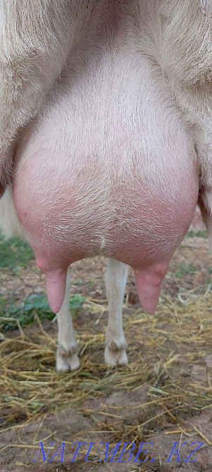 Коза Зааненская Ешкі Зааненский Шымкент - изображение 3