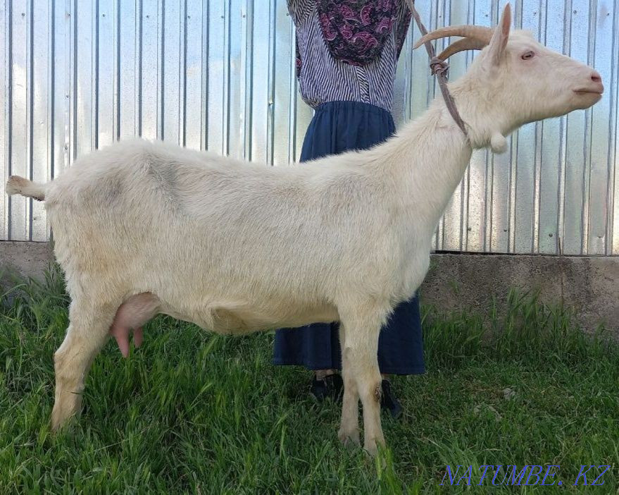 Коза Зааненская Ешкі Зааненский Шымкент - изображение 2