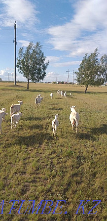 Продам коз, козлята, козы с козлятами  - изображение 4