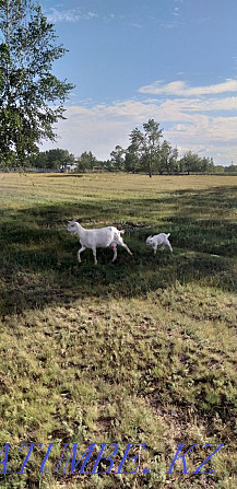 Продам коз, козлята, козы с козлятами  - изображение 1