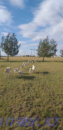 Продам коз, козлята, козы с козлятами  - изображение 3