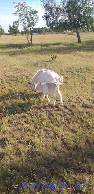 I will sell goats, kids, goats with kids  - photo 2