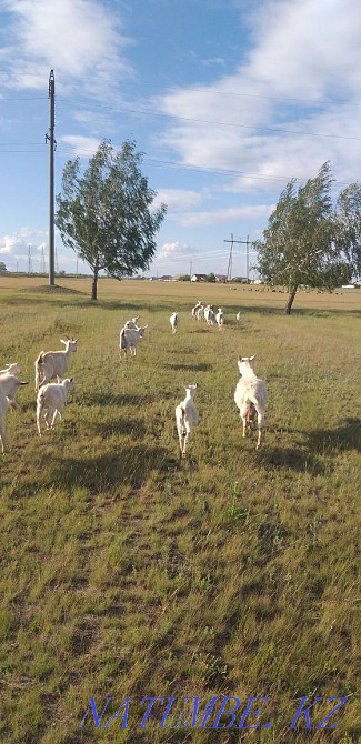 I will sell goats, kids, goats with kids  - photo 4