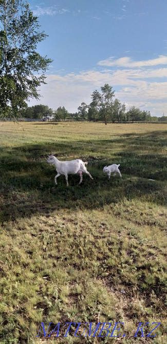 I will sell goats, kids, goats with kids  - photo 1