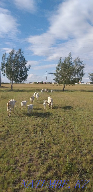 I will sell goats, kids, goats with kids  - photo 3
