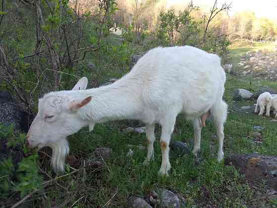 Продам козу с козленком Urochishche Talgarbaytuma