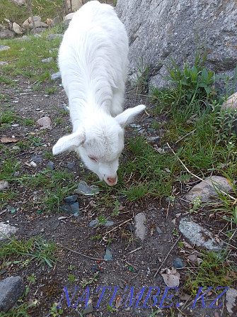 I will sell a goat with a kid Urochishche Talgarbaytuma - photo 2