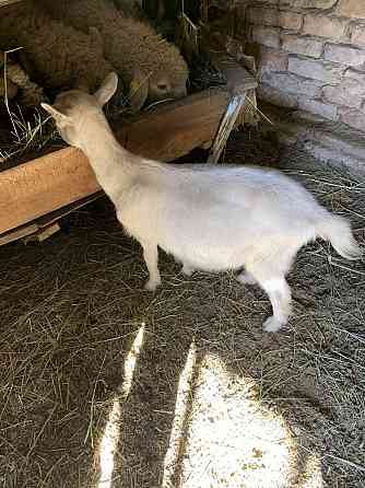 Продам или Обен Заненский коза Urochishche Talgarbaytuma