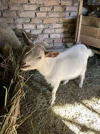 Продам или Обен Заненский коза Талгар