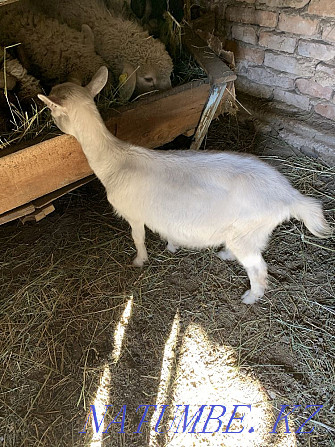 Продам или Обен Заненский коза Талгар - изображение 4