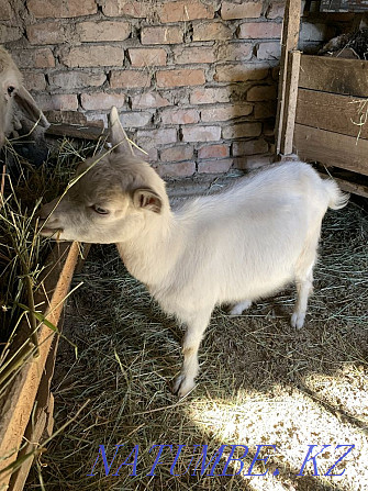 Selling or Aubin Zanensky goat Urochishche Talgarbaytuma - photo 1