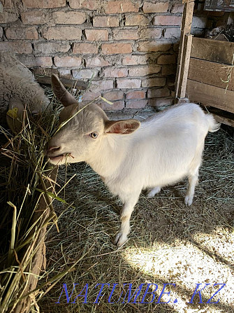 Продам или Обен Заненский коза Талгар - изображение 3