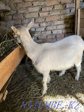 Selling or Aubin Zanensky goat Urochishche Talgarbaytuma - photo 2