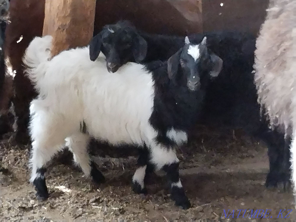 Goats with kids in Astana Astana - photo 4