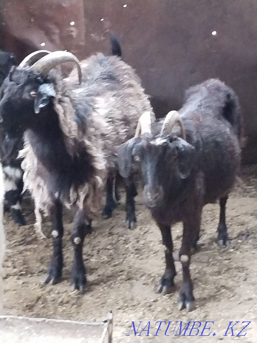 Goats with kids in Astana Astana - photo 3