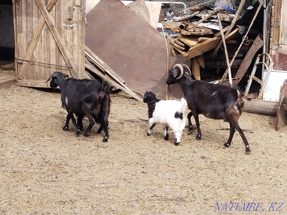 Goats with kids in Astana Astana - photo 2