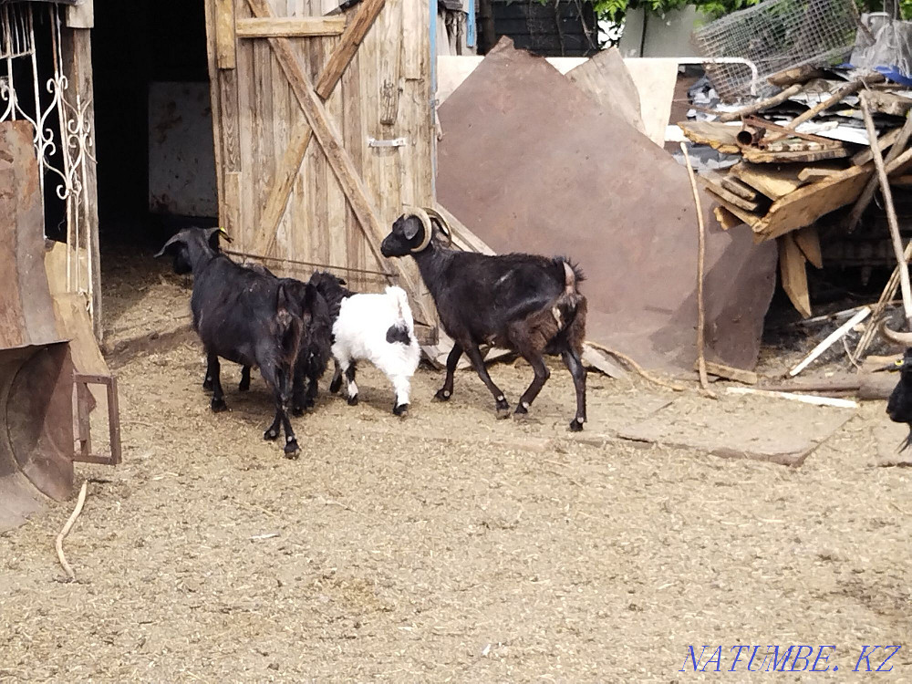 Goats with kids in Astana Astana - photo 1