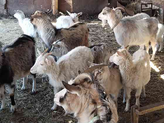 Зааненские альпийские козы  Астана
