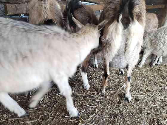 Зааненские альпийские козы Astana