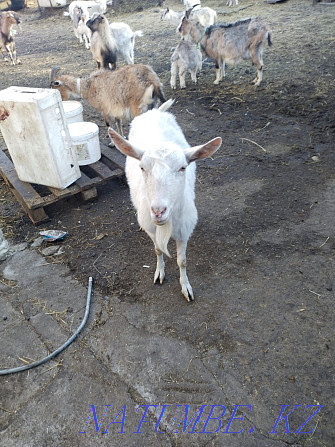 Saanen Alpine goats Astana - photo 1