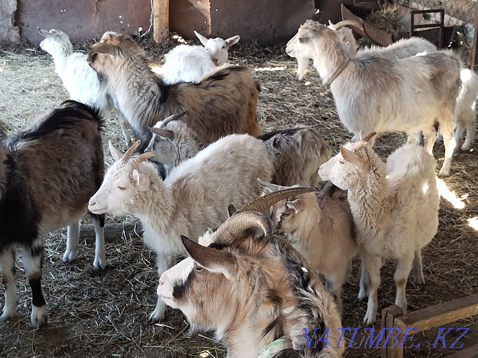 Saanen Alpine goats Astana - photo 3